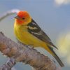 The Western Tanager Bird Paint by numbers