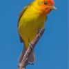 Western Tanager Bird On Stick Paint by numbers