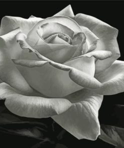 aesthetic-bllack-and-white-rose-paint-by-numbers