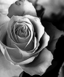 asetehtic-rose-black-and-white-flower-paint-by-numbers