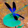 black-and-blue-dragonfly-paint-by-numbers