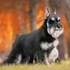 black-anf-grey-schnauzer-paint-by-numbers