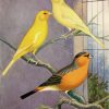 domestic-canary-paint-by-numbers