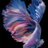 Purple Betta Fishe Vector Paint by numbers