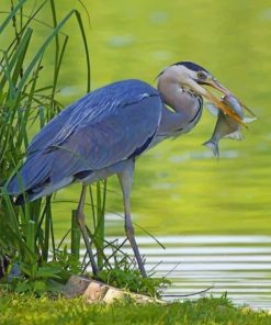 grey-heron-with-fish-paint-by-number
