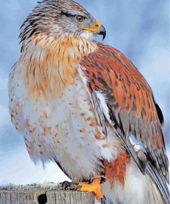 hawk-bird-paint-by-numbers