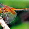 orange-dragonfly-paint-by-numbers