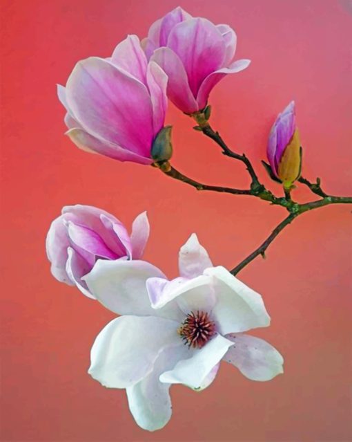 white-and-pink-magnolia-flowers-paint-by-numbers