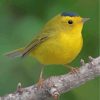 yellow-canary-bird-paint-by-numbers