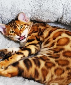 Bengal Cat Pet Paint By Number