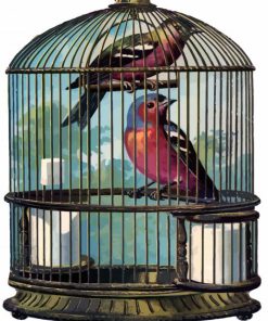 Birds In cage Paint By Number