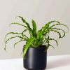 Birds Nest Fern Plant Paint By Number