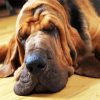 Bloodhound sleeping paint by number