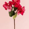 Blooming Pink Bougainvillea Paint By Number