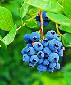Blueberry Fruit Tree Paint By Number