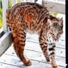 Bobcat Paint By Number