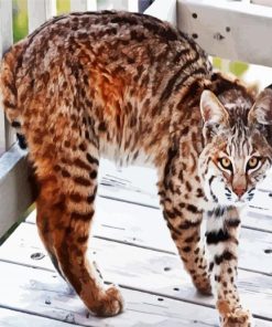 Bobcat Paint By Number