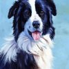 Border Collie Dogs Paint By Number