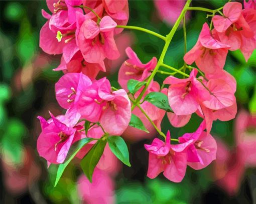 Bougainvillea Flowering Plants Paint By Number