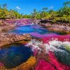 Cano Cristales Colombia paint by number