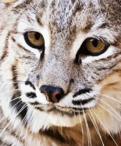 Close Up Bobcat Paint By Number