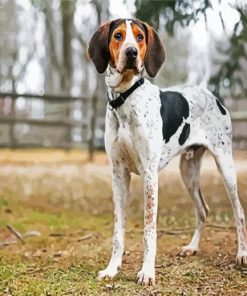 Coonhound Pain paint by number