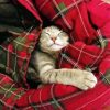 Cute Cat Sleeping In Blanket paint by number
