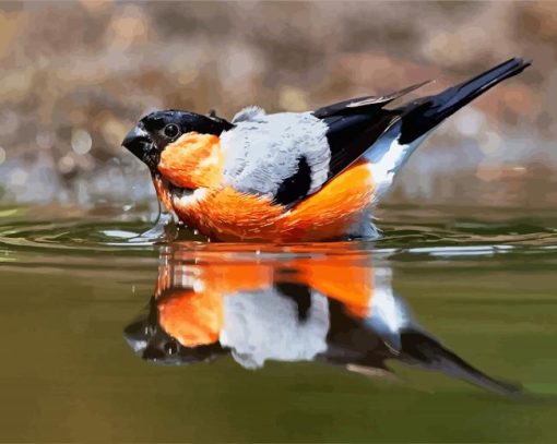 Eurasian Bullfinch In The Water Paint By Number