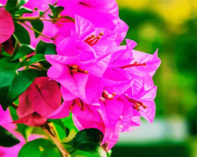 Pink Bougainvillea Paint By Number