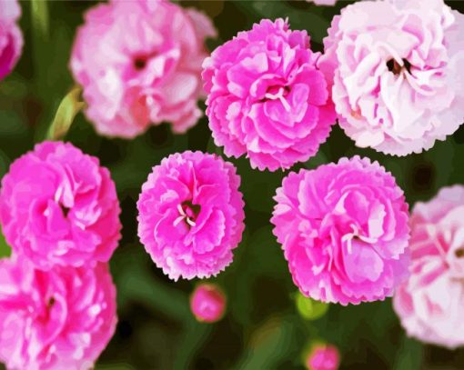 Pink Carnation Flowers Paint By Number