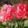Pink Carnations Paint By Number