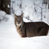 Wild Bobcat In Snow Paint By Number