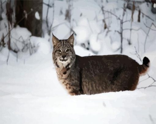 Wild Bobcat In Snow Paint By Number