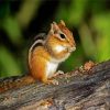 Adorable Chipmunk paint by number
