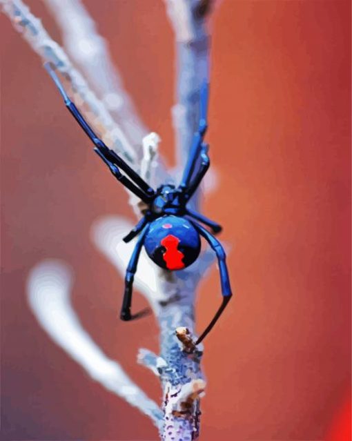 Black Widow Spider Paint By Number