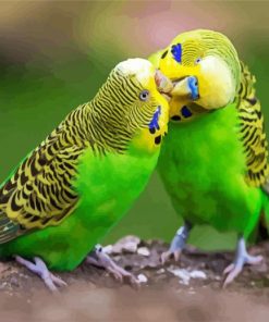 Aesthetic Budgerigars Paint By Number