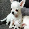 Aesthetic White Chihuahua Puppies paint by number