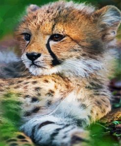 Baby Cheetah paint by number