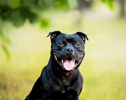 Black Staffordshire Bull Terrier Paint By Number