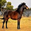 Brown Brumby Paint By Number