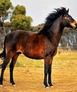 Brown Brumby Paint By Number