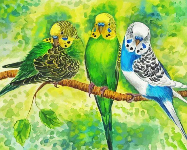Budgerigar Birds Paint By Number