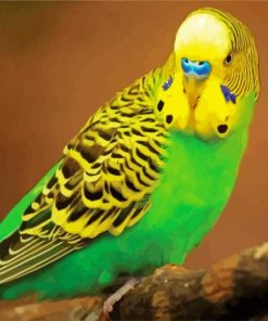 Budgerigar Paint By Number