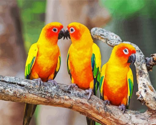 Conure Birds paint by number