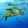 Sea Turtle Swimming paint by number