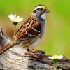 Sparrow Bird And Flower Paint By Number
