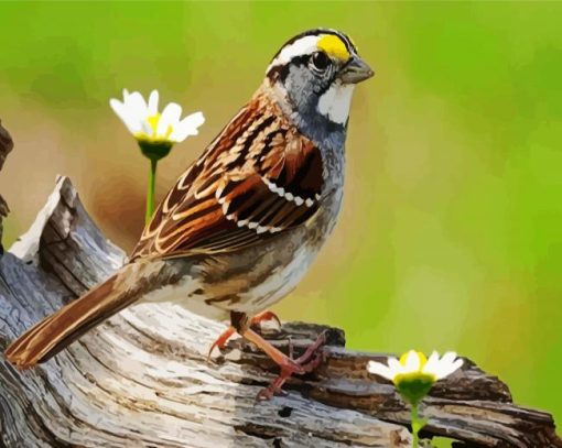 Sparrow Bird And Flower Paint By Number