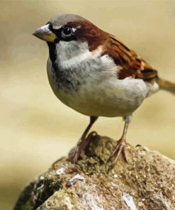 A Sparrow Paint By Number