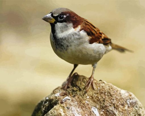 A Sparrow Paint By Number