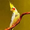 Yellow Cockatiel paint by number